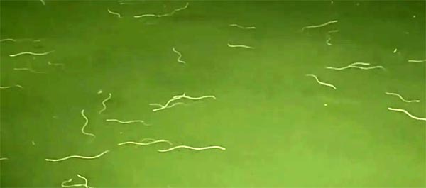 नागयालंका मंदिर के पीछे नदी में अचानक दिखे सैकड़ों सांप, वीडियो वायरल