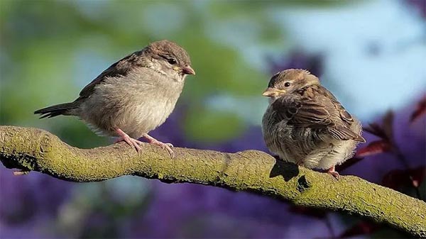 बच्चों के स्वस्थ पर्यवरण के संतुलन के लिए जरूरी है जीवन में गोरैया
