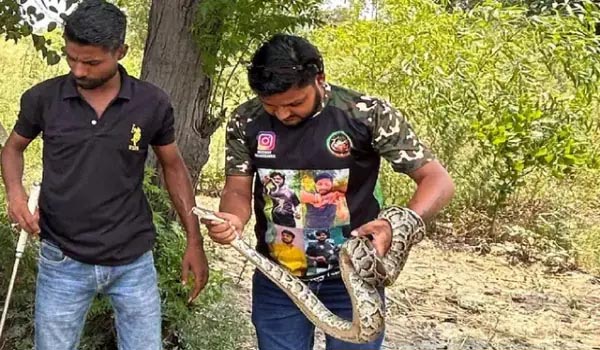 जागृति विहार रिंग रोड एक्सटेंशन स्थित वाटर प्लांट के पास पेड़ पर दिखा अजगर