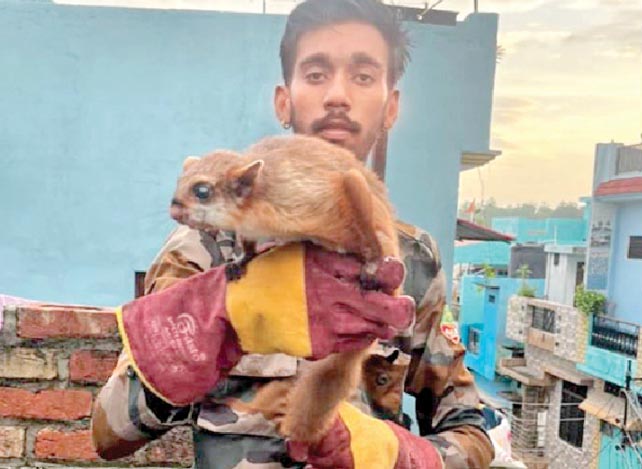 नैनीताल में दिखी उड़ने वाली दुर्लभ गिलहरी, वनकर्मियों ने किया रेस्क्यू